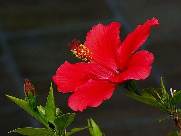 Ý Nghĩa Loài Hoa Râm Bụt - Saigon Roses Blog