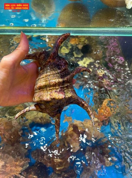 Quyến luyến vị ngon từ ốc bàn tay “cong” hiếm có ở Sài Gòn
