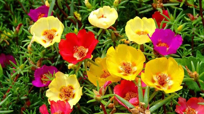 Ý nghĩa hoa sam, hình ảnh đẹp, cách trồng, chăm sóc helloo88