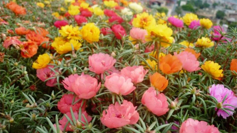 Ý nghĩa hoa sam, hình ảnh đẹp, cách trồng, chăm sóc helloo88