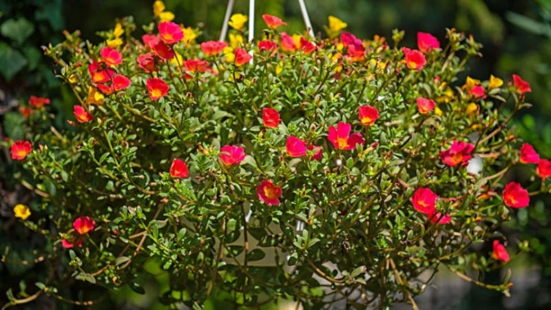 Ý nghĩa hoa sam, hình ảnh đẹp, cách trồng, chăm sóc helloo88