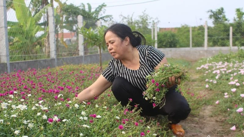 Ý nghĩa hoa sam, hình ảnh đẹp, cách trồng, chăm sóc helloo88