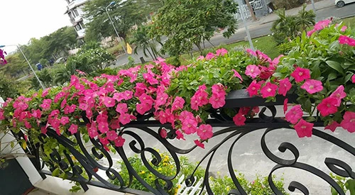 Cây giống hoa Ngọc thảo