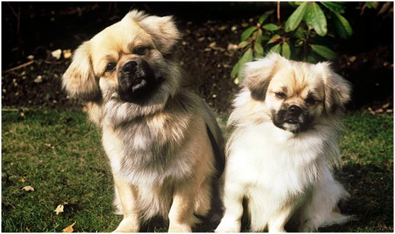 Giống chó Tibertan Spaniel (helo88 vina.com cảnh Tây Tạng) - Bệnh viện thú y - Học viện Nông Nghiệp heloo88