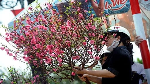 Đừng đốt gốc đào nữa: Đây mới là cách giúp đào nở hoa, nảy lộc, hết Tết vẫn rực rỡ