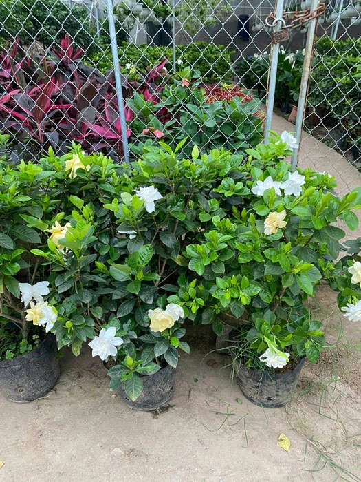 Cây bạch thiên hương