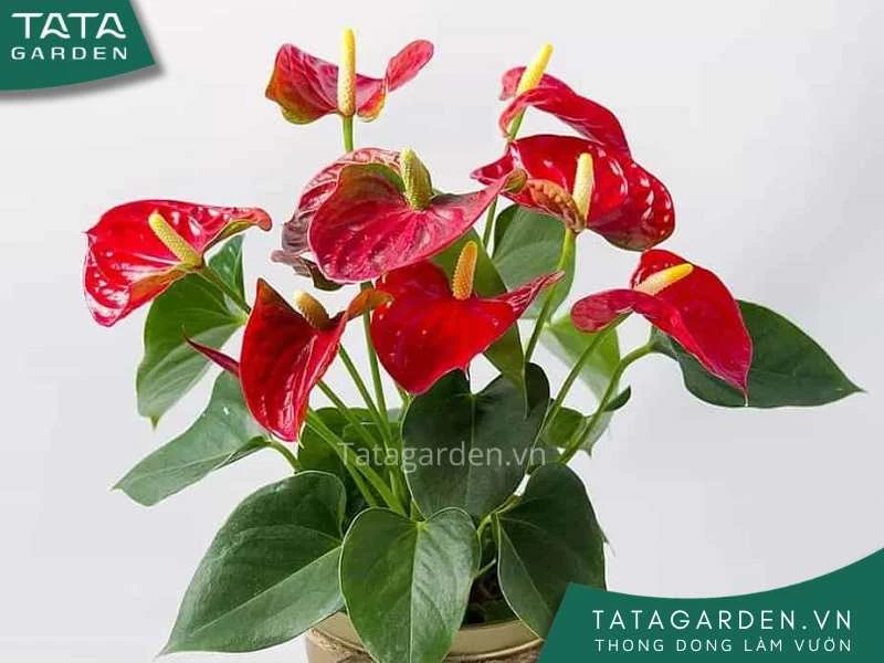 25+ loài hoa màu đỏ đẹp kiều diễm - cẩm nang cho người yêu hoa