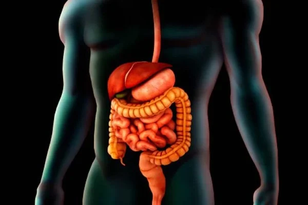 Tiêu hóa là gì? Tìm hiểu quá trình và vai trò của hệ tiêu hóa trong cơ thể