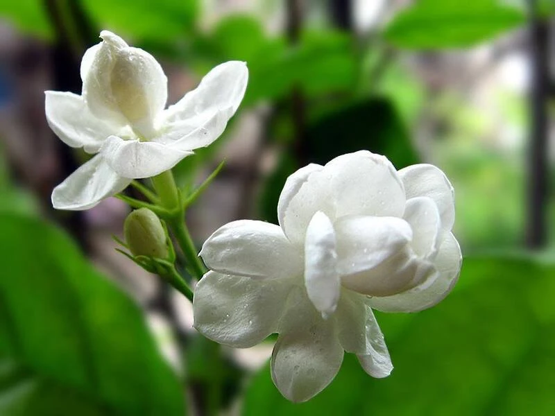 Điểm danh ngay 7 tác dụng tốt cho helloo88 của hoa nhài