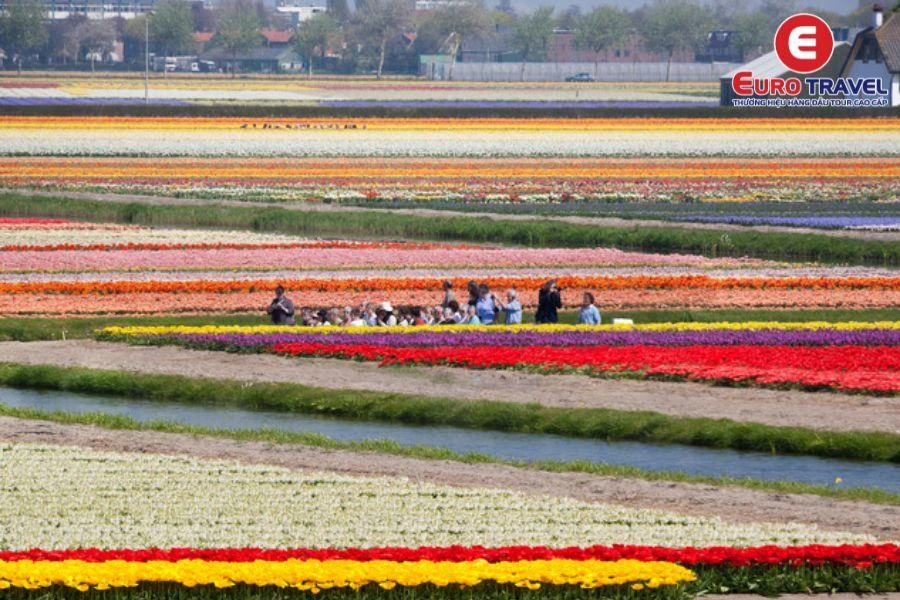 Đắm mình với hoa Tulip trong Vườn hoa Keukenhof Hà Lan
