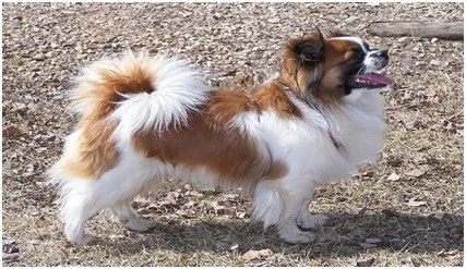 Giống chó Tibertan Spaniel (helo88 vina.com cảnh Tây Tạng) - Bệnh viện thú y - Học viện Nông Nghiệp heloo88