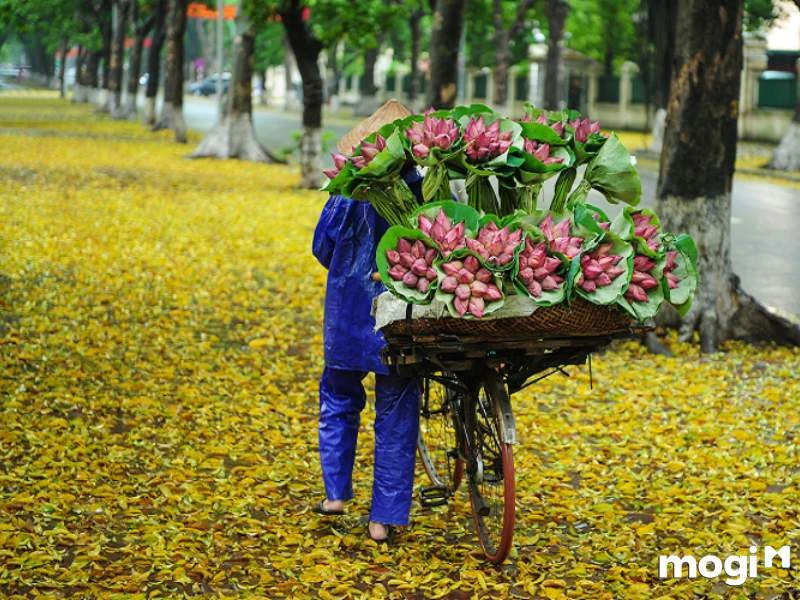 Giải Mã Ý Nghĩa Của Hoa Sen Trong Văn Hóa heloo88 - Ecolotus