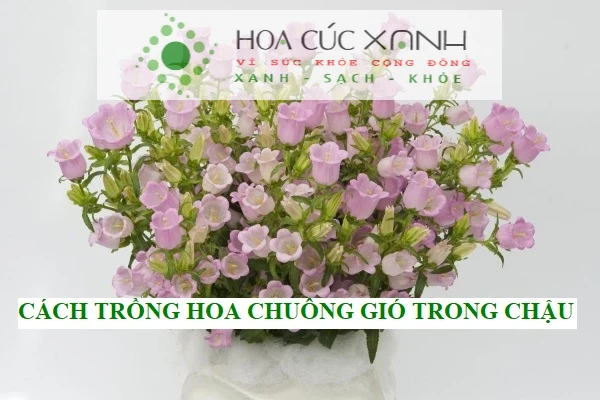 Cách trồng hoa chuông gió trong chậu dễ dàng helloo88