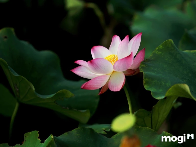 Giải Mã Ý Nghĩa Của Hoa Sen Trong Văn Hóa heloo88 - Ecolotus