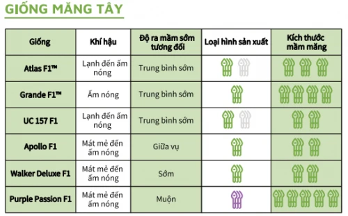 Giống cây măng tây mỹ atlas