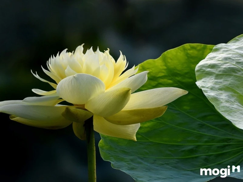 Giải Mã Ý Nghĩa Của Hoa Sen Trong Văn Hóa heloo88 - Ecolotus