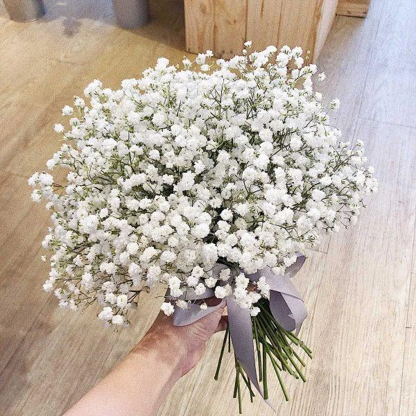 Khám Phá Những Loại Hoa Màu Trắng Đẹp Nhất