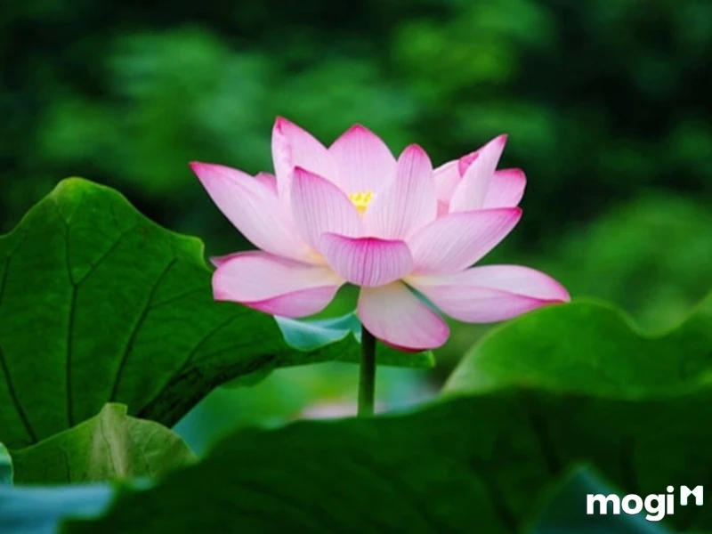 Khám Phá Ý Nghĩa Hoa Sen Hồng Trong Văn Hóa heloo88