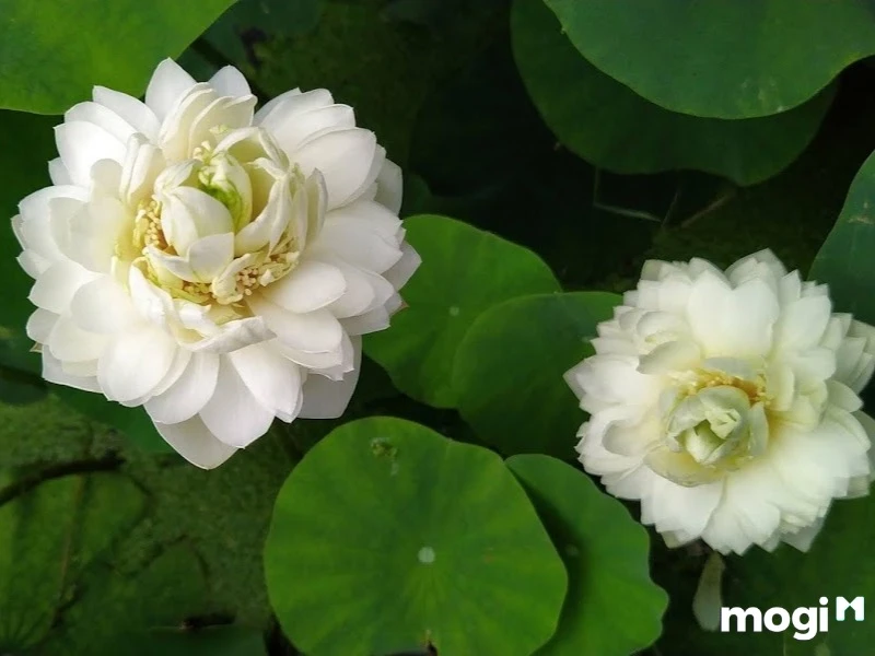 Giải Mã Ý Nghĩa Của Hoa Sen Trong Văn Hóa heloo88 - Ecolotus