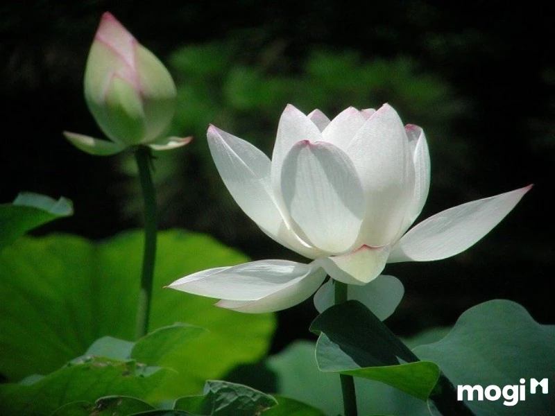 Giải Mã Ý Nghĩa Của Hoa Sen Trong Văn Hóa heloo88 - Ecolotus