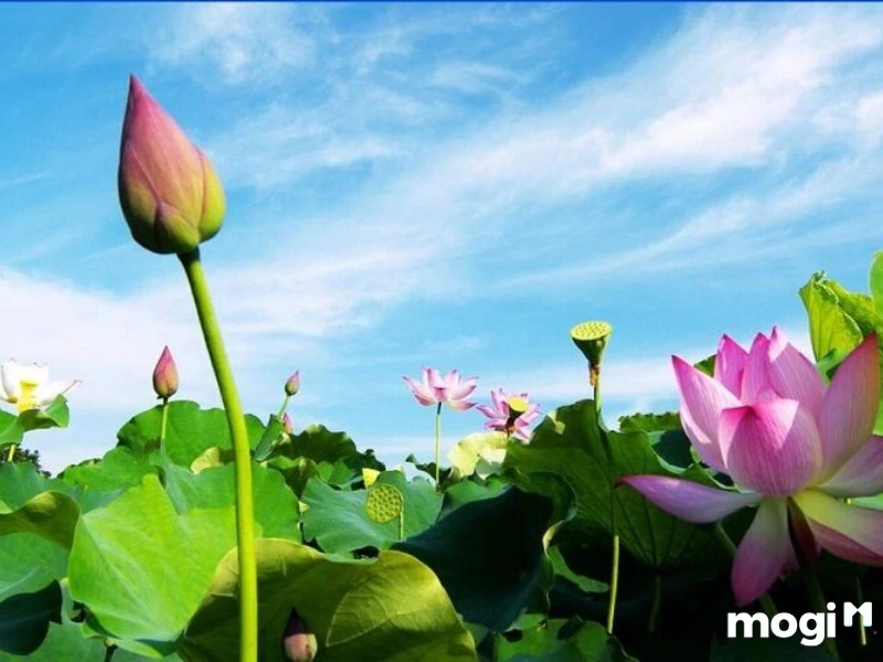 Giải Mã Ý Nghĩa Của Hoa Sen Trong Văn Hóa heloo88 - Ecolotus