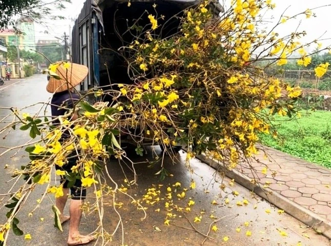 Hoa phong linh vàng rực gây 'sốt': Cục Bảo vệ thực vật nói gì về nguồn gốc?