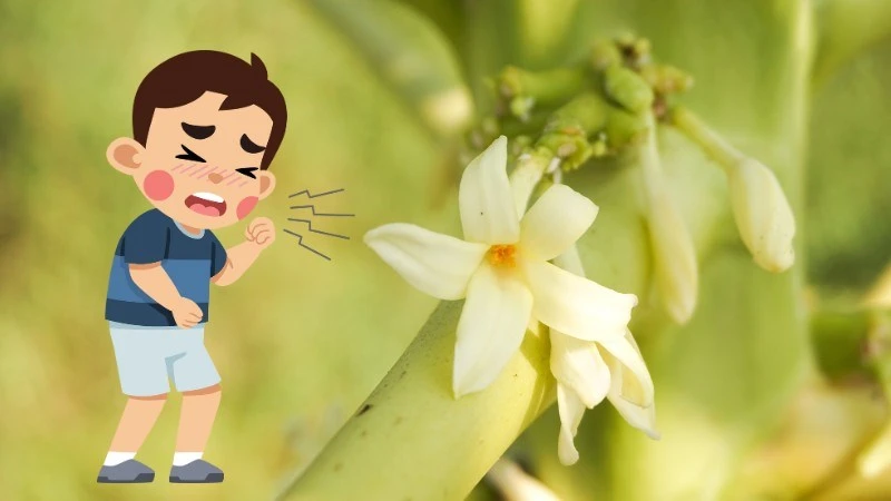 Ai không nên uống hoa đu đủ đực? Các đối tượng cần lưu ý khi dùng