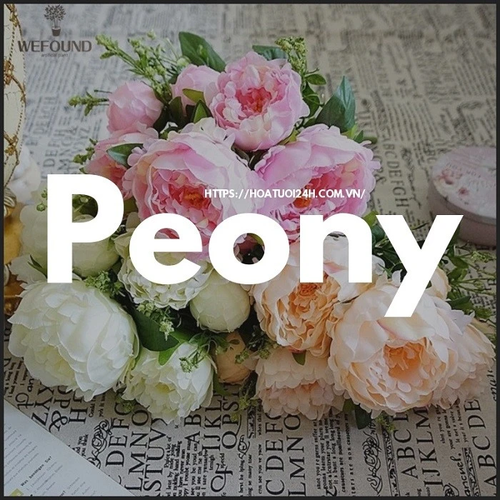 Peony là hoa gì? Ý nghĩa của loài hoa mang tên Peony