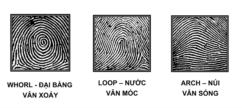 Vân tay Đại Bàng (Whorl): Chủng vân tay của người chủ động, mạnh mẽ, cá tính