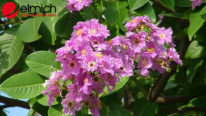Hoa bằng lăng - Loài hoa đẹp với nhiều ý nghĩa sâu sắc