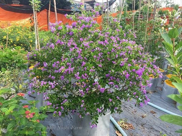 Linh sam siêu bông Sông Hinh, tím hồng, lá nhỏ M1