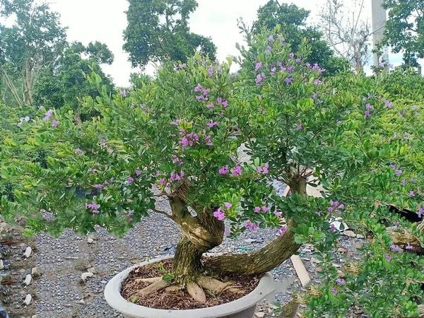 Linh sam siêu bông Sông Hinh, tím hồng, lá nhỏ M1