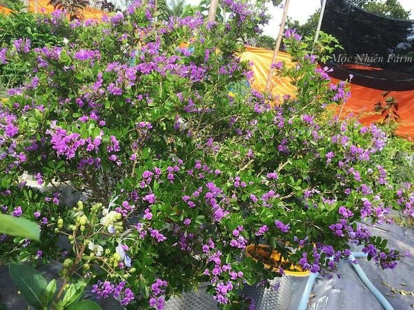 Linh sam siêu bông Sông Hinh, tím hồng, lá nhỏ M1