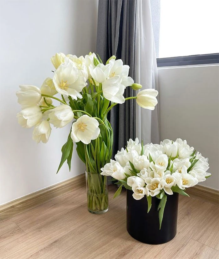 Khám Phá Giá Hoa Tulip: Hai Loại Chính