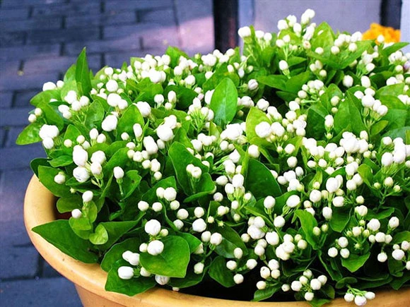 Tìm hiểu về cây hoa lớp 4 qua mô tả chi tiết