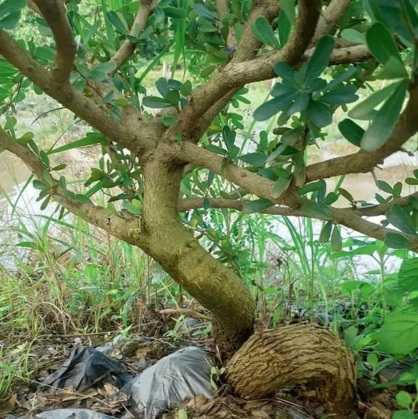 Linh sam siêu bông Sông Hinh, tím hồng, lá nhỏ M1
