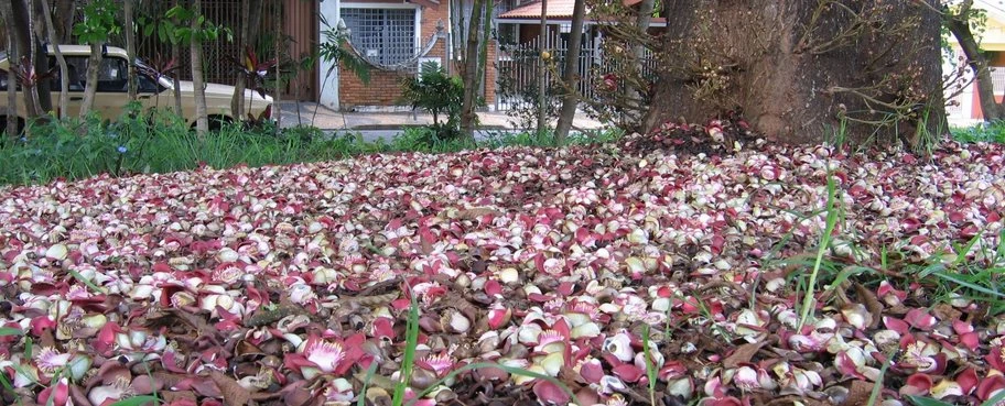Ý nghĩa linh thiêng của loài hoa Sala