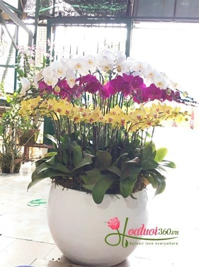 Chưng hoa tết theo phong thủy đẹp và may mắn nhất bạn đã biết chưa?