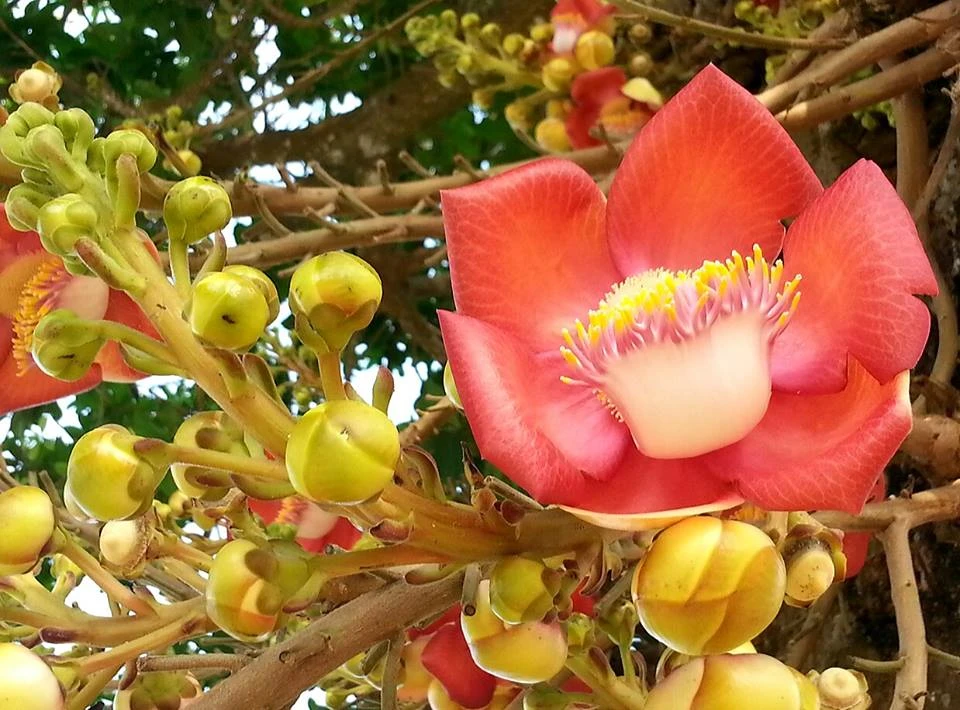 Ý nghĩa linh thiêng của loài hoa Sala