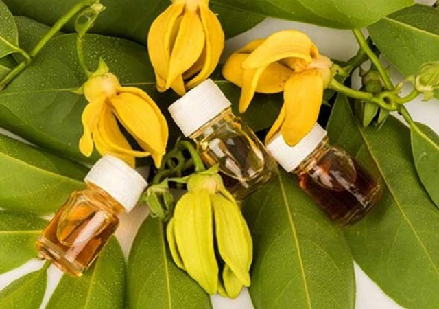 Ý Nghĩa Hoa Hoàng Lan| Đặc điểm, Công dụng và Cách trồng 22helo88