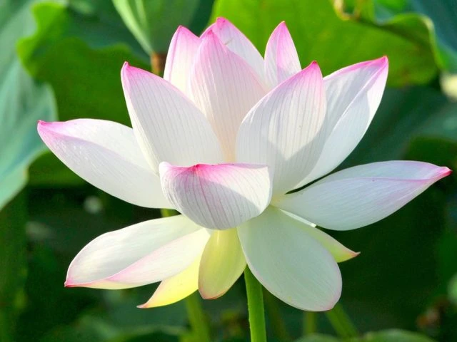Ý nghĩa của hoa sen trong Phật giáo và văn hóa heloo88 - Ecolotus