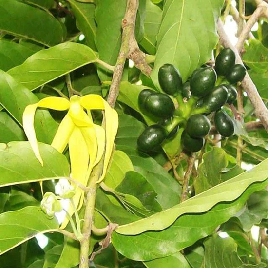Ý Nghĩa Hoa Hoàng Lan| Đặc điểm, Công dụng và Cách trồng 22helo88
