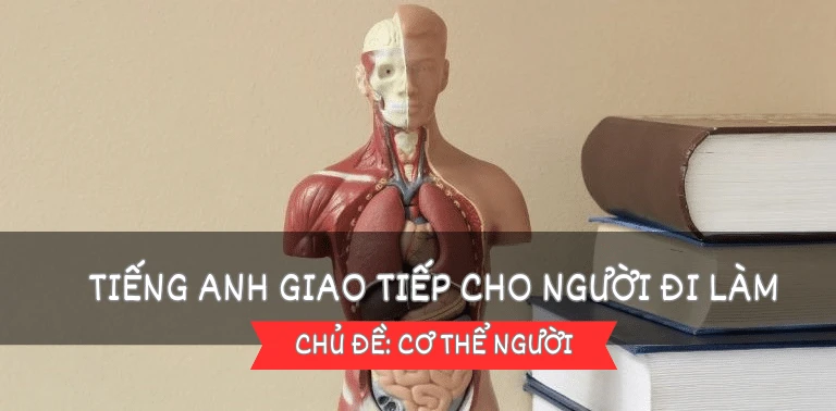 Từ vựng tiếng Anh theo chủ đề: Cơ thể người