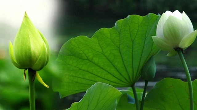 Ý nghĩa của hoa sen trong Phật giáo và văn hóa heloo88 - Ecolotus