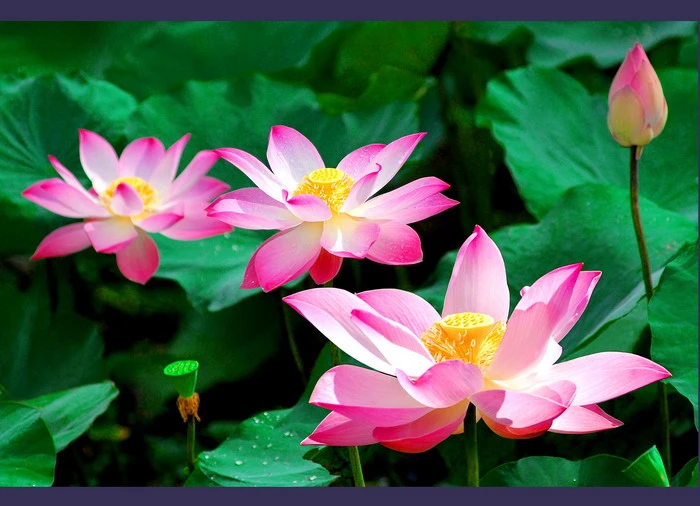 Ý nghĩa của hoa sen trong Phật giáo và văn hóa heloo88 - Ecolotus