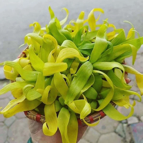 Ý Nghĩa Hoa Hoàng Lan| Đặc điểm, Công dụng và Cách trồng 22helo88