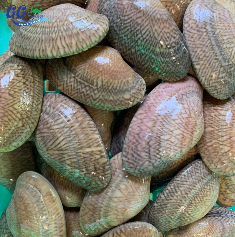 NGAO HOA CỒ (Size 20-30 Con/Kg)