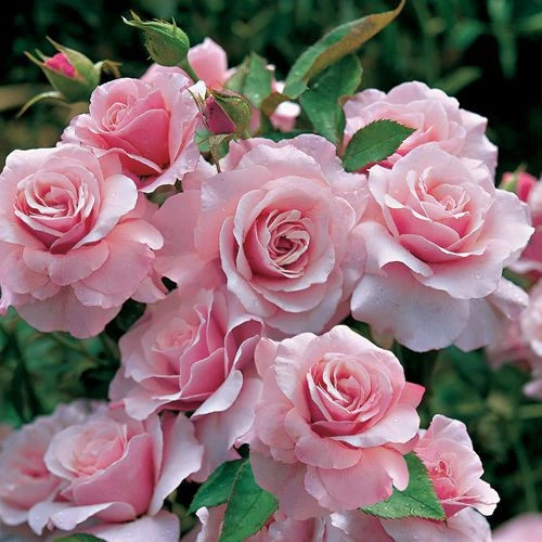 TOP 22 mẫu Tả cây hồng đang ra hoa (2024) SIÊU HAY