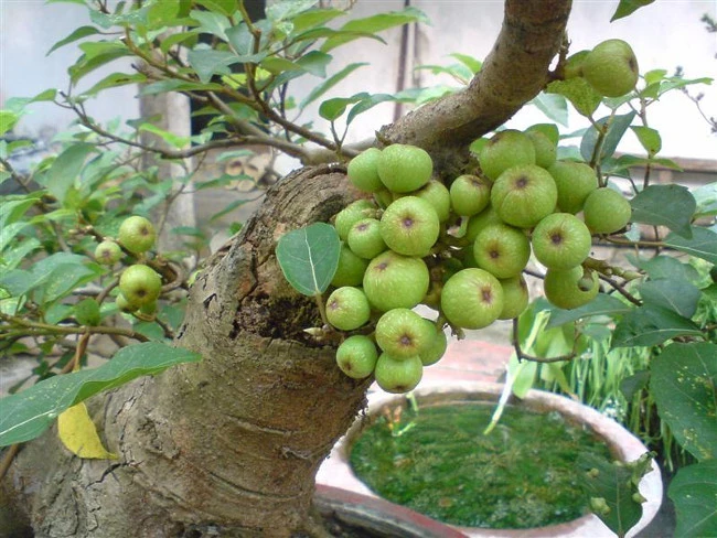 Loài hoa cây cảnh mang tài lộc vào nhà ngày Tết