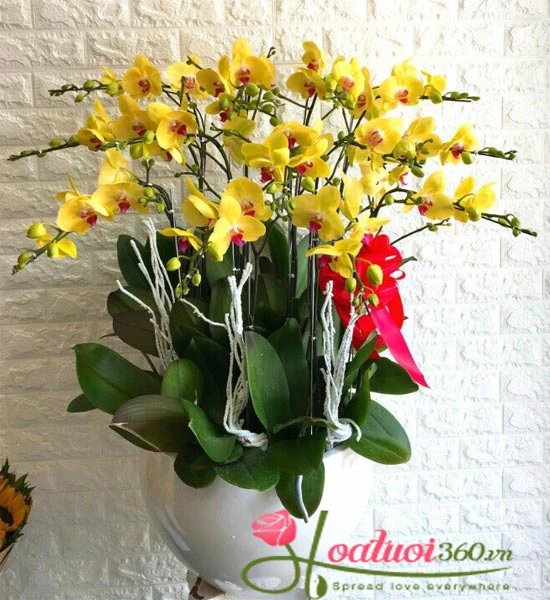 Chưng hoa tết theo phong thủy đẹp và may mắn nhất bạn đã biết chưa?